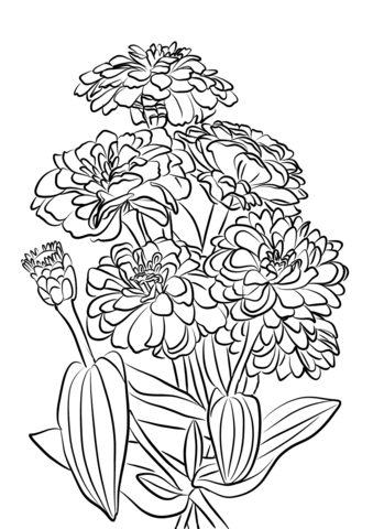 Youth And Age Zinnia Flowers Coloring Page